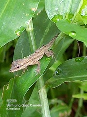 Anolis aeneus