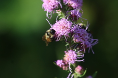 Bombus citrinus