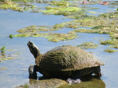 Deirochelyinae