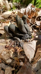 Xylaria polymorpha