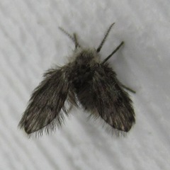Psychodinae