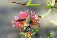 Macroglossum stellatarum