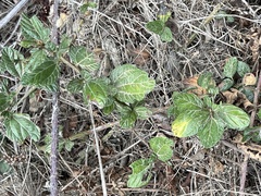 Ceanothus thyrsiflorus