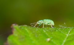 Phyllobius