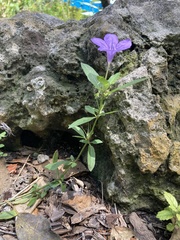 Ruellia