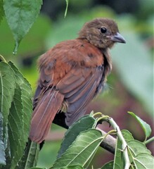 Tachyphonus coronatus