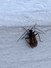 Eustictus
