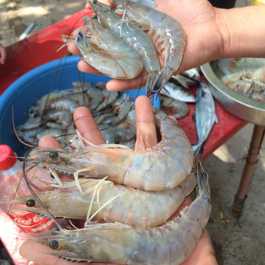 Photos of Blue Shrimp (Penaeus stylirostris) · iNaturalist