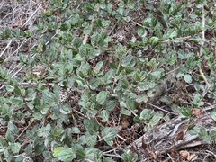 Ceanothus thyrsiflorus