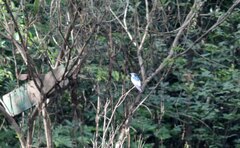 Tachycineta albiventer