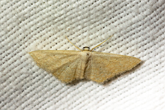 Idaea consanguinaria