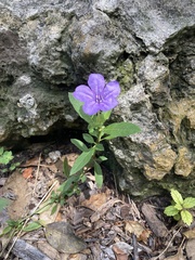 Ruellia
