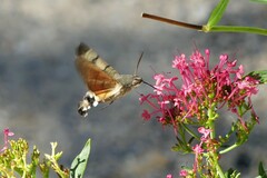 Macroglossum stellatarum