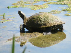 Deirochelyinae