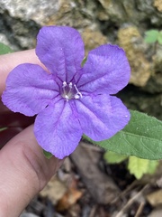 Ruellia