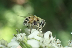 Eristalis stipator