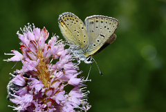 Lycaena tityrus