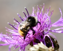Bombus