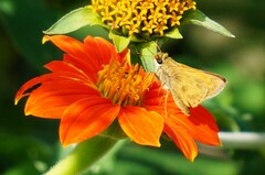 Atalopedes campestris