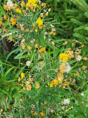 Hieracium umbellatum