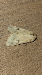 Helicoverpa zea