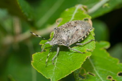 Rhaphigaster nebulosa