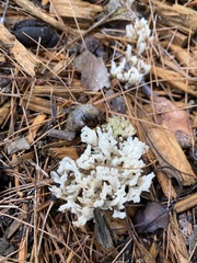 Sebacina schweinitzii