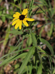 Rudbeckia missouriensis