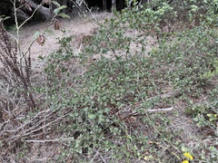 Ceanothus thyrsiflorus