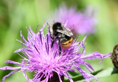 Bombus