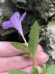 Ruellia