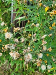 Hieracium umbellatum