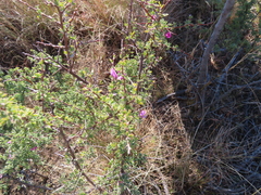 Indigofera basotha