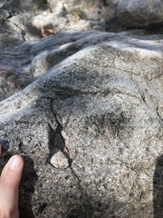 Hyla arenicolor