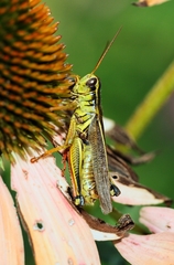 Melanoplus bivittatus