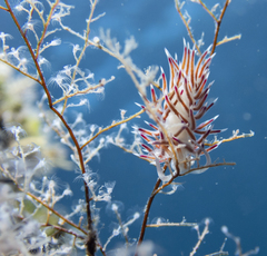 Eudendrium racemosum