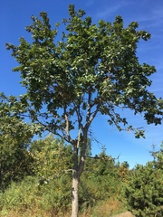 Quercus garryana