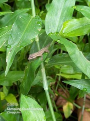 Anolis aeneus