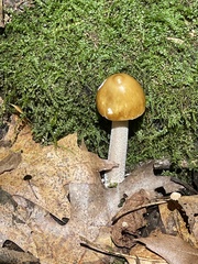 Amanita crocea
