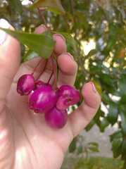 Syzygium paniculatum