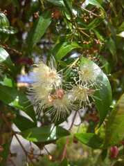 Syzygium paniculatum