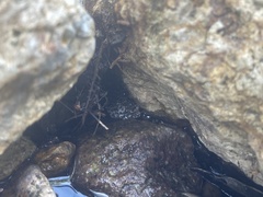 Hyla arenicolor
