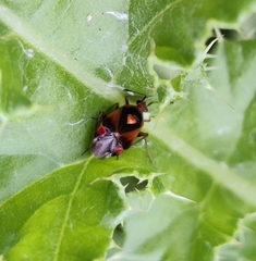 Deraeocoris ruber