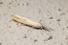 Agriphila inquinatella