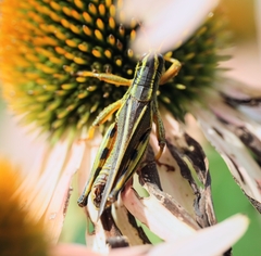 Melanoplus bivittatus