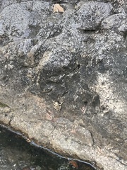 Hyla arenicolor