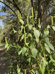 Agastache nepetoides