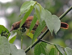Tachyphonus coronatus