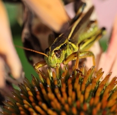 Melanoplus bivittatus