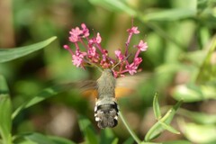 Macroglossum stellatarum